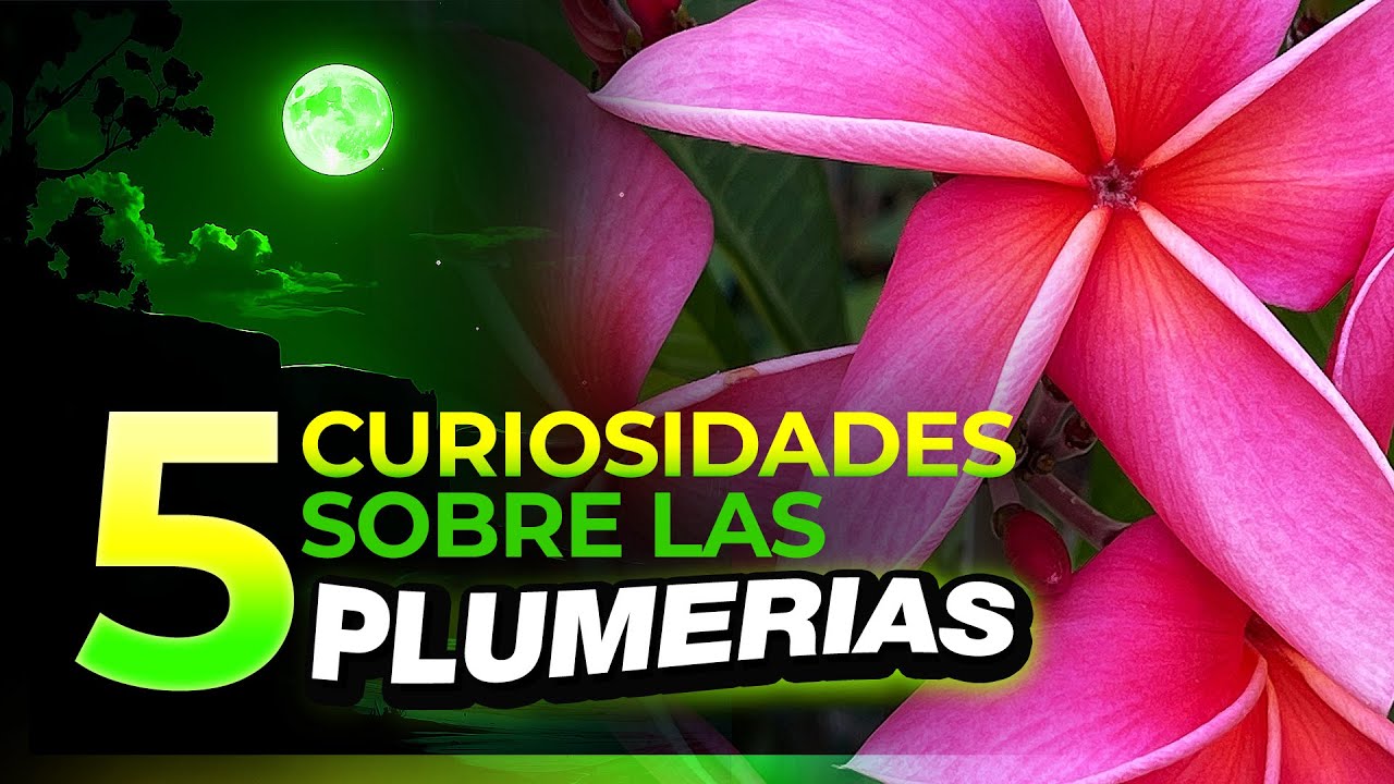 😳 ¿SABÍAS esto sobre las PLUMERIAS? 💚 2025 #plumerias #frangipani #floresdeplumeria