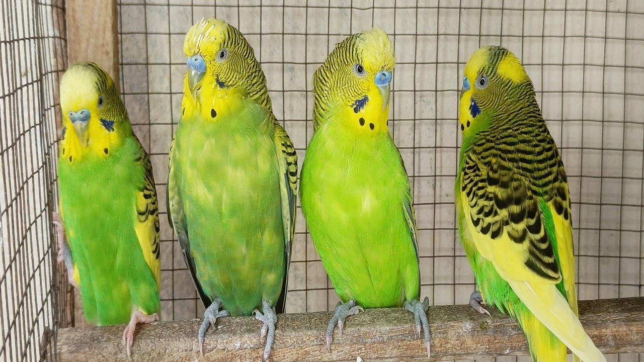 12 Hour Happy Singing & Eating Parakeet Budgies Birds, Reduce Stress of Lonely Quiet Birds