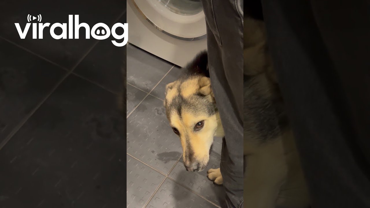 Embarrassed Pup Gets Paws Washed in Sink || ViralHog