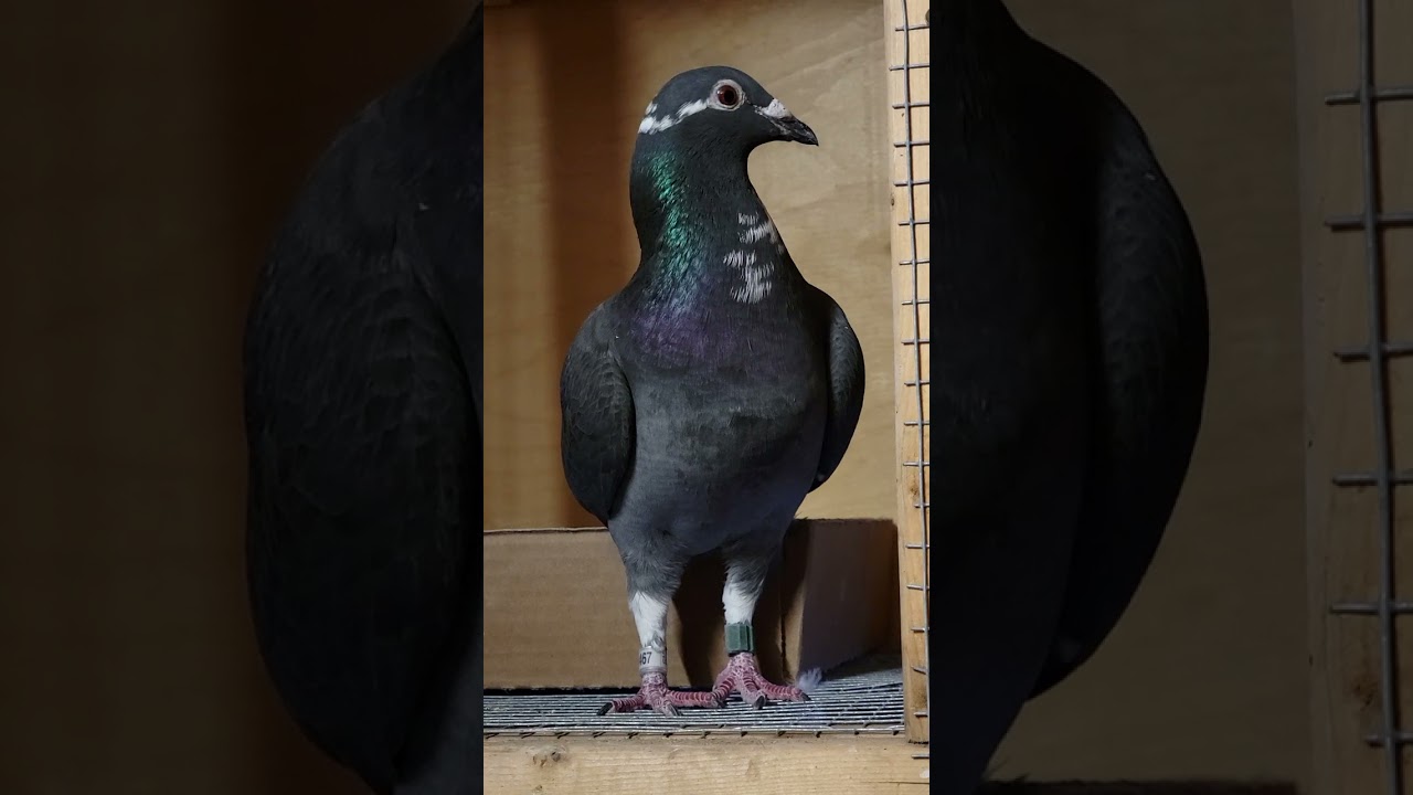 BEST HEN OF MY LOFT | Racing Pigeon | Homer | Kabutar