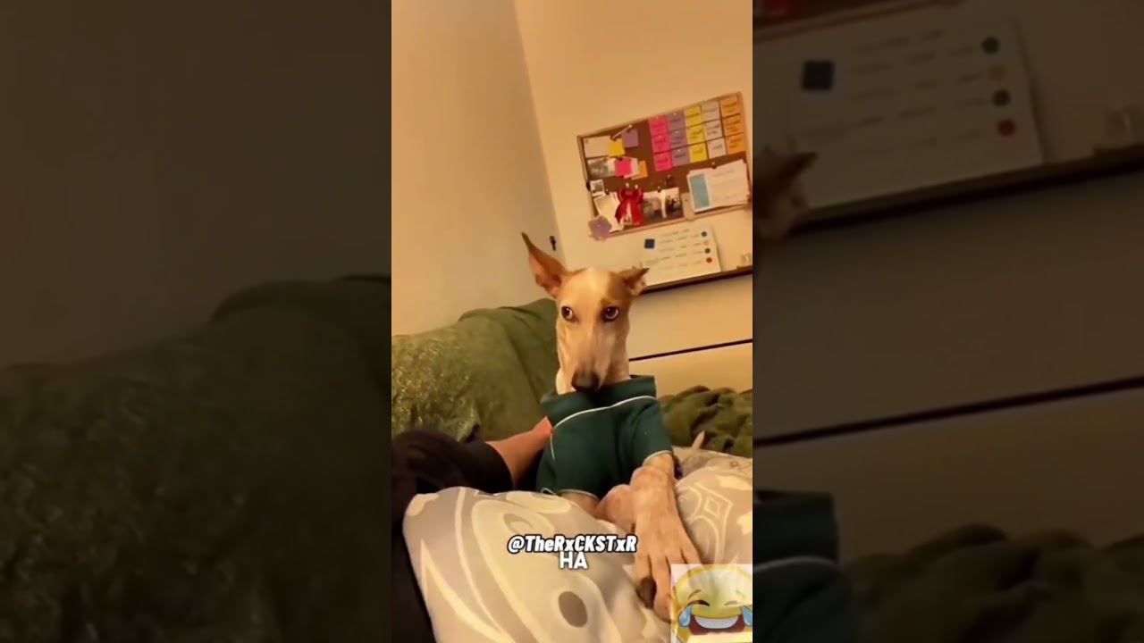 Watch these Funny Furballs to make you smile 