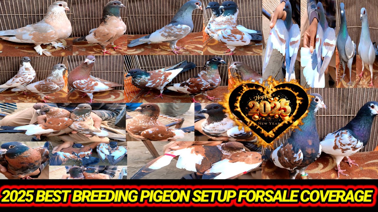 2025 Best Breeding Pigeons Available InMarket | Forsale Peshori Khal DelhiWal Shrazi Pigeons |Pigeon
