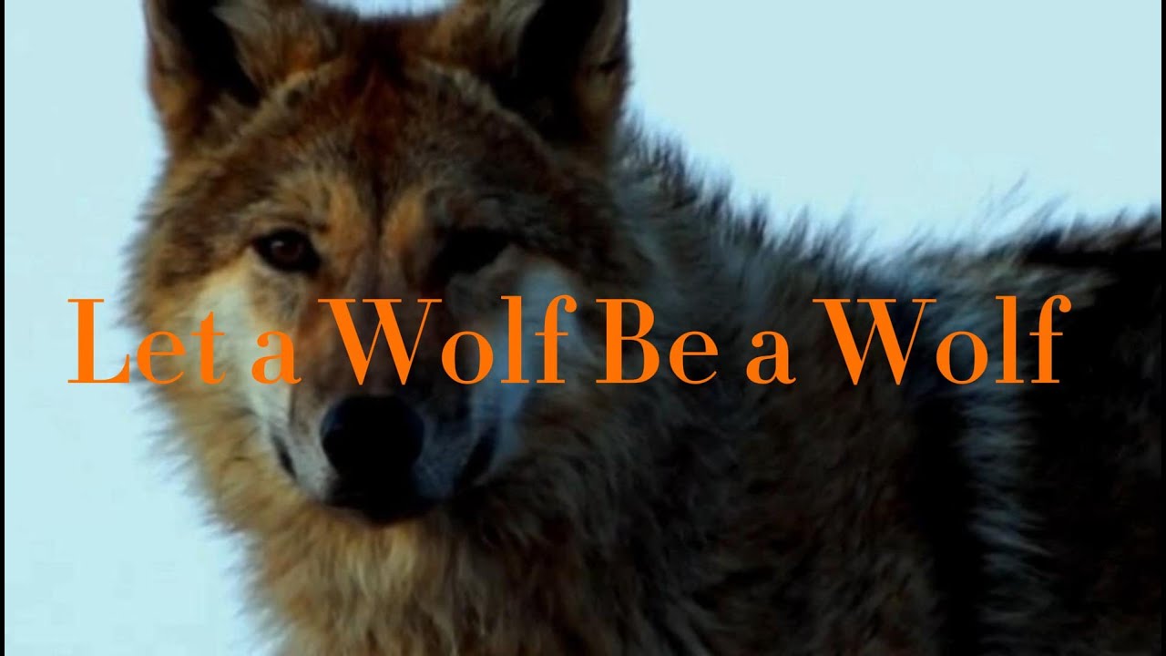 Let a Wolf Be a Wolf: The Moving Tale of Li Weiyi Guiding Green Back to the Wolf Pack