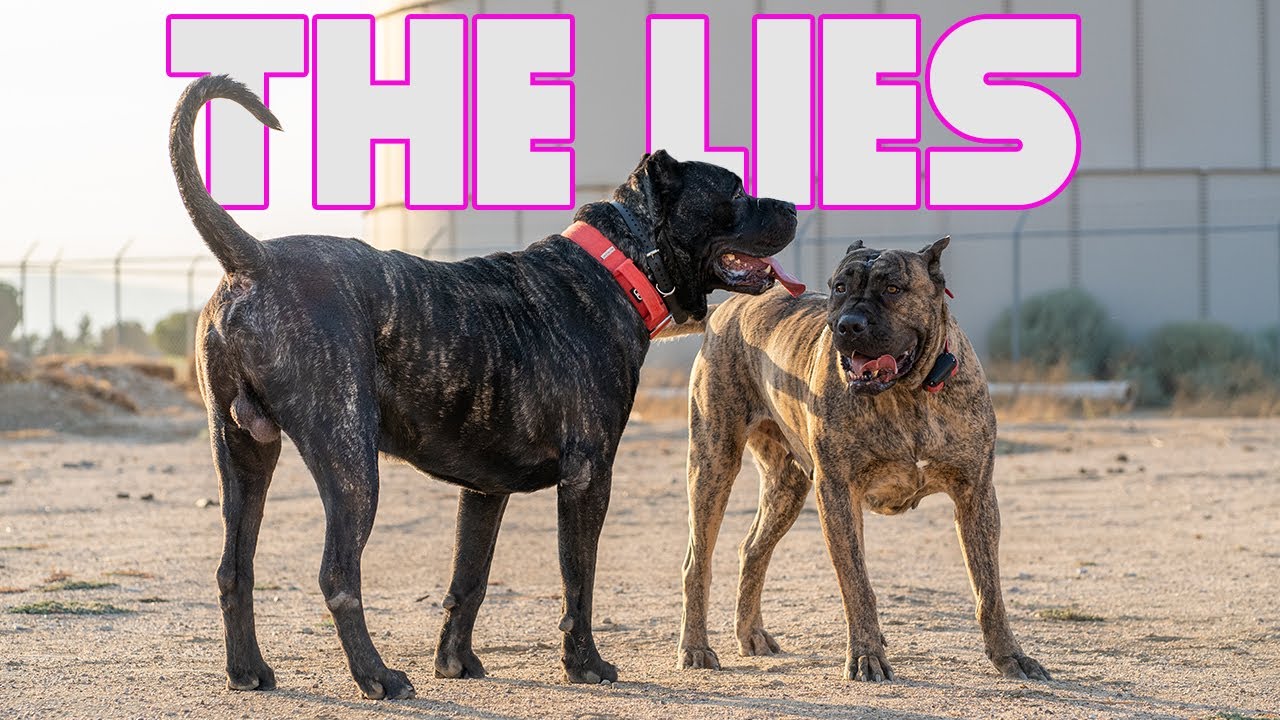 Deception of Presa Canario Myths