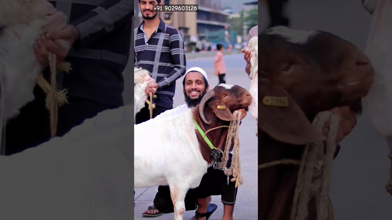 Bakra Eid Goat Collection #bakraeid #bakraeid2024 #bakraeidspecial #bakra #goats #trending #biggoats