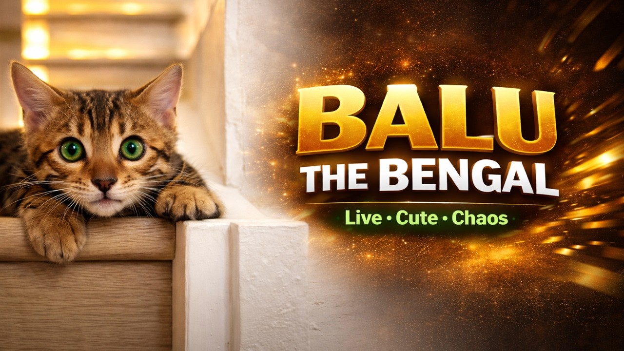 🔴LIVE Bengal kitten Balu | Fast, Vocal, and Totally Unstoppable 🐾