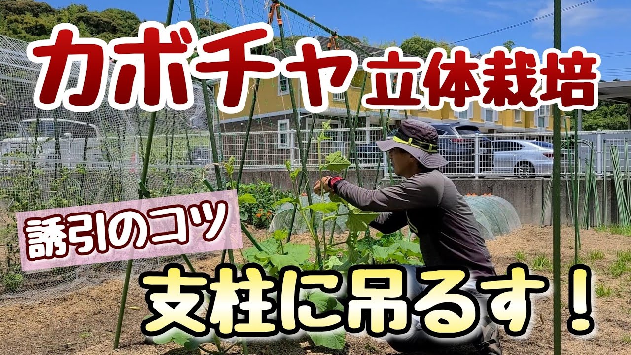【カボチャ】立体栽培の基本～ツルを支柱に誘引する時のポイント～