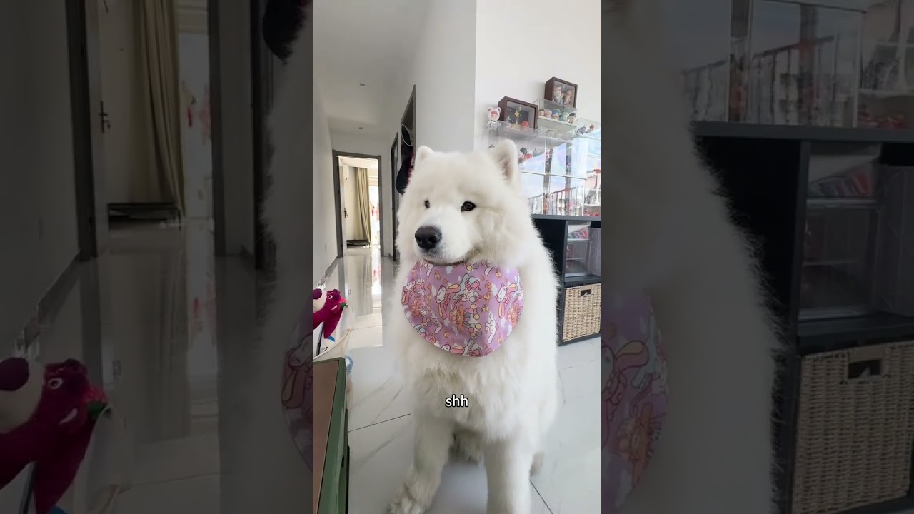 A day of raising a white bear from an ordinary person s first-person perspective#Samoyed#C