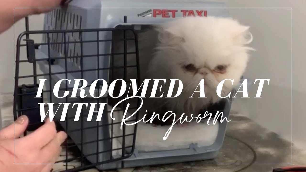 I Found Ringworm During This Cat Groom | Rescue Persian Gets a Lion Cut ✂️