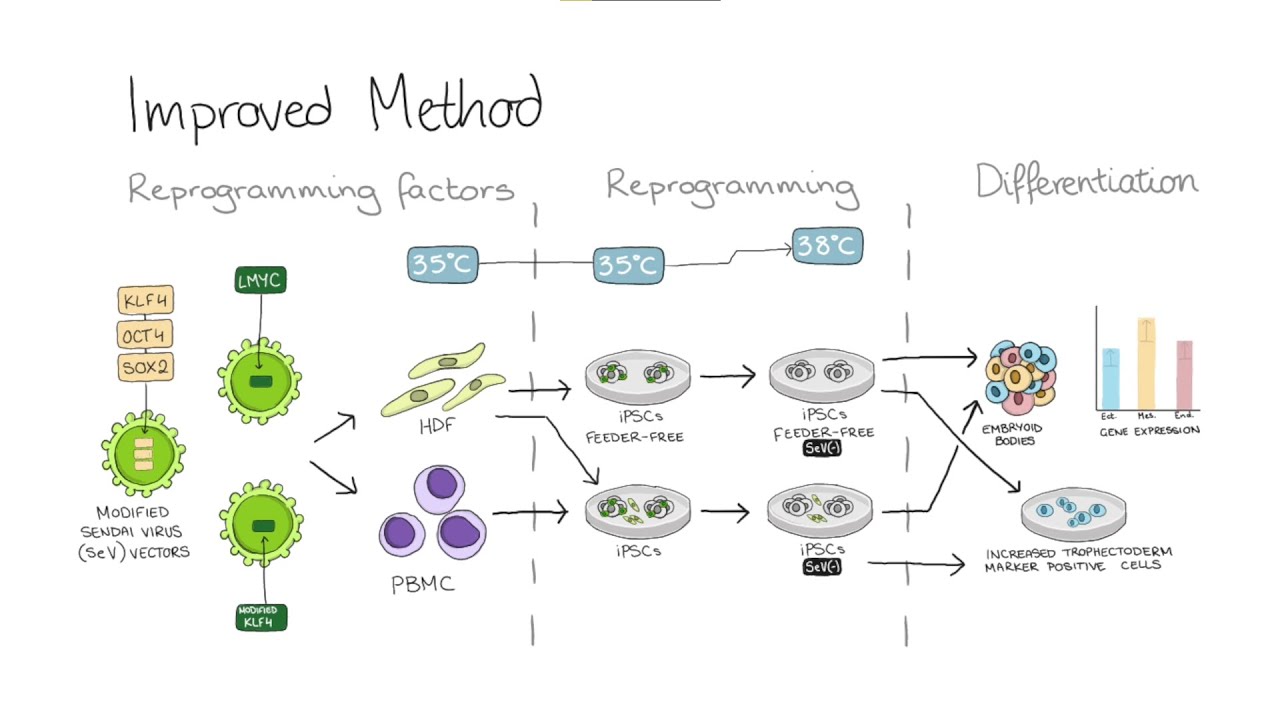 Growing Stem Cells
