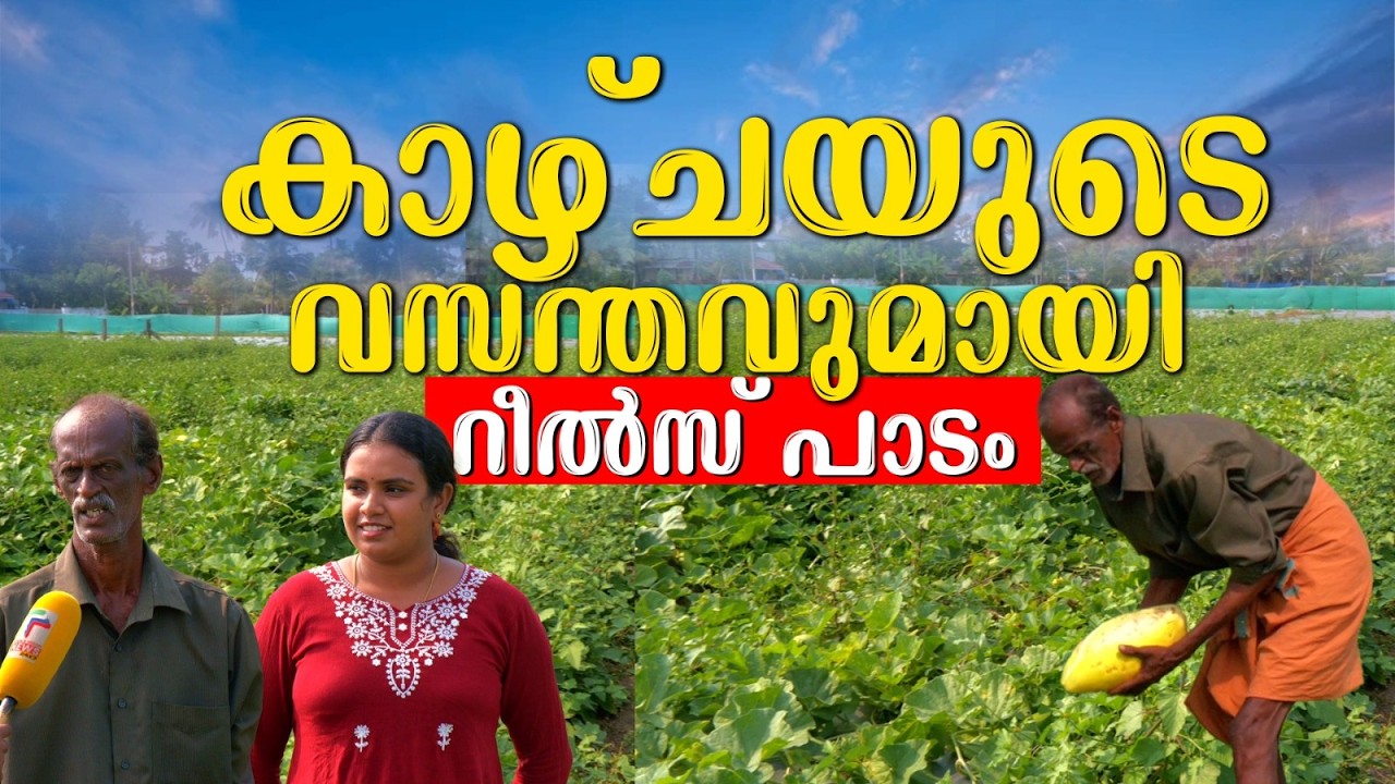 എലൂരിലെ 'റീൽസ്' പാടത്ത് പച്ചപ്പിന്റെ ഉത്സവം,  കണ്ണിനു കുളിർമയേകുന്ന കാഴ്ചകൾ