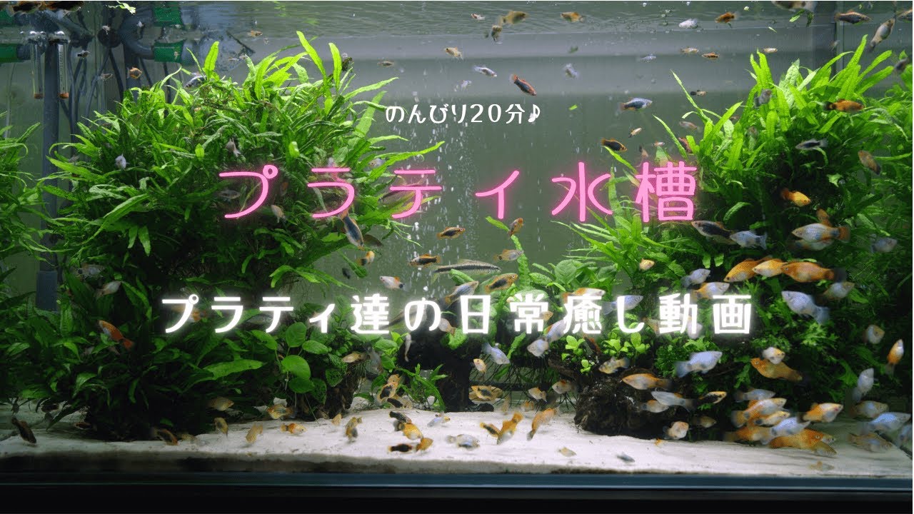 プラティ達の日常、賑やかなのにのんびり見れる水槽（長回し）☺️【水槽シリーズ #26】