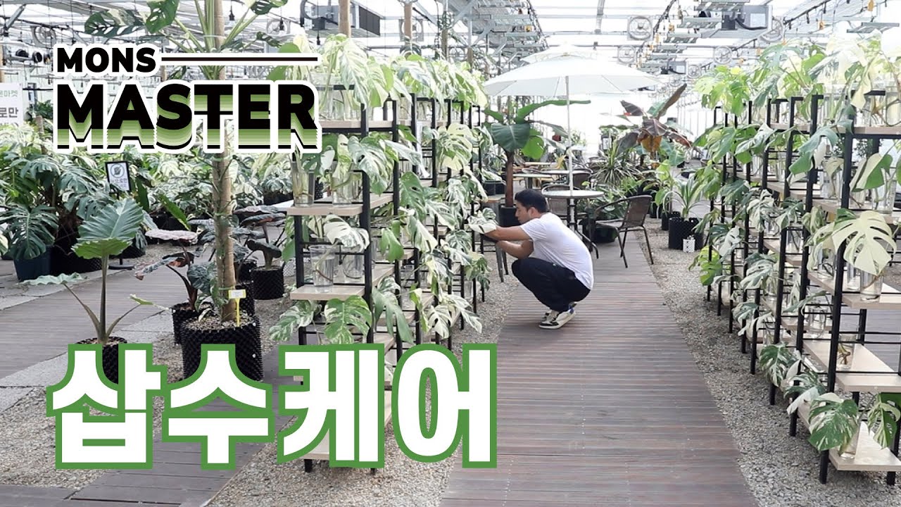 삽수 커팅부터 흙 식재 시기까지, 삽수 케어 A to Z 영상 !