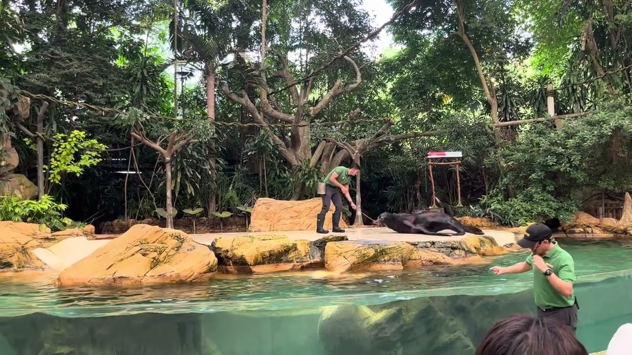 Sea Lion Show | Singapore Zoo | Singapore