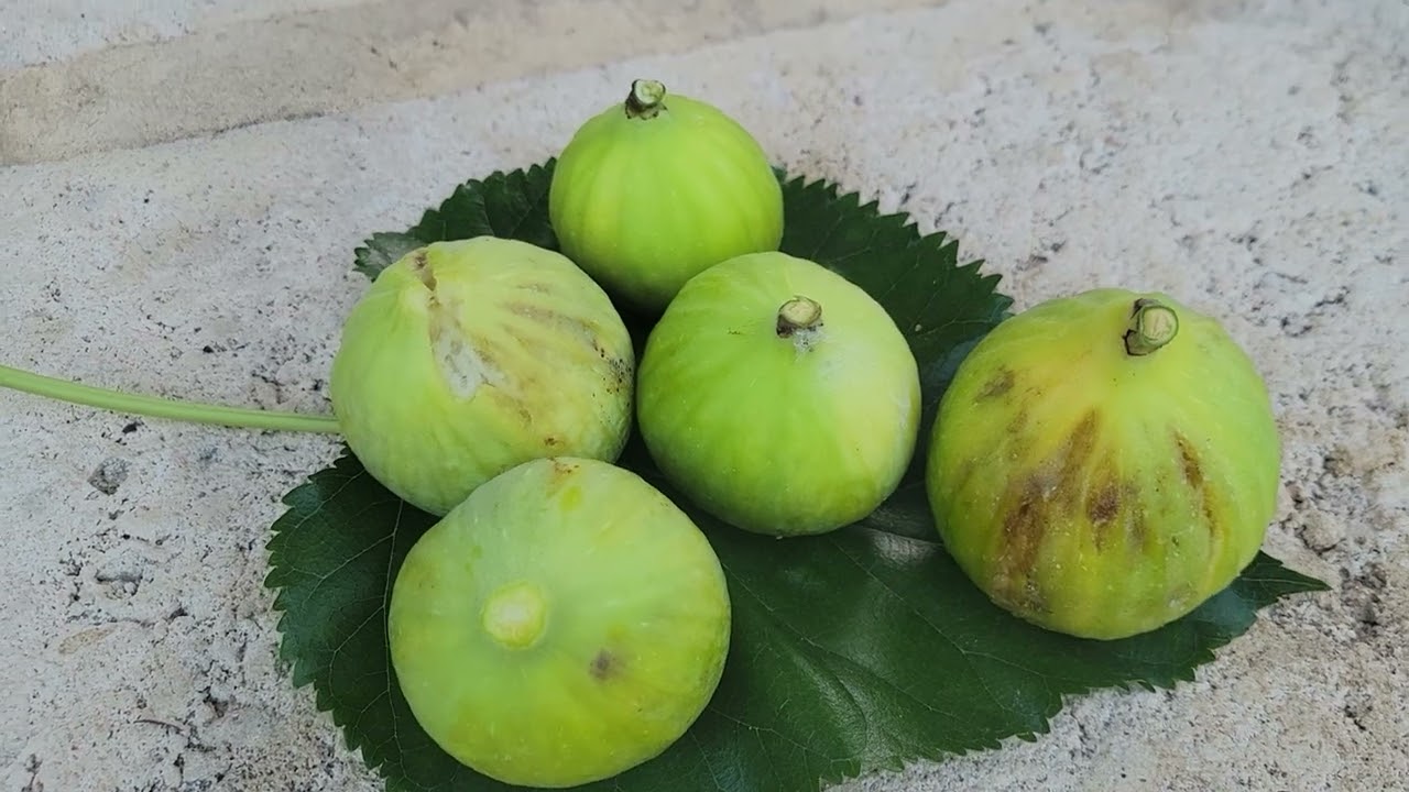 Giant Green fig tree 2026