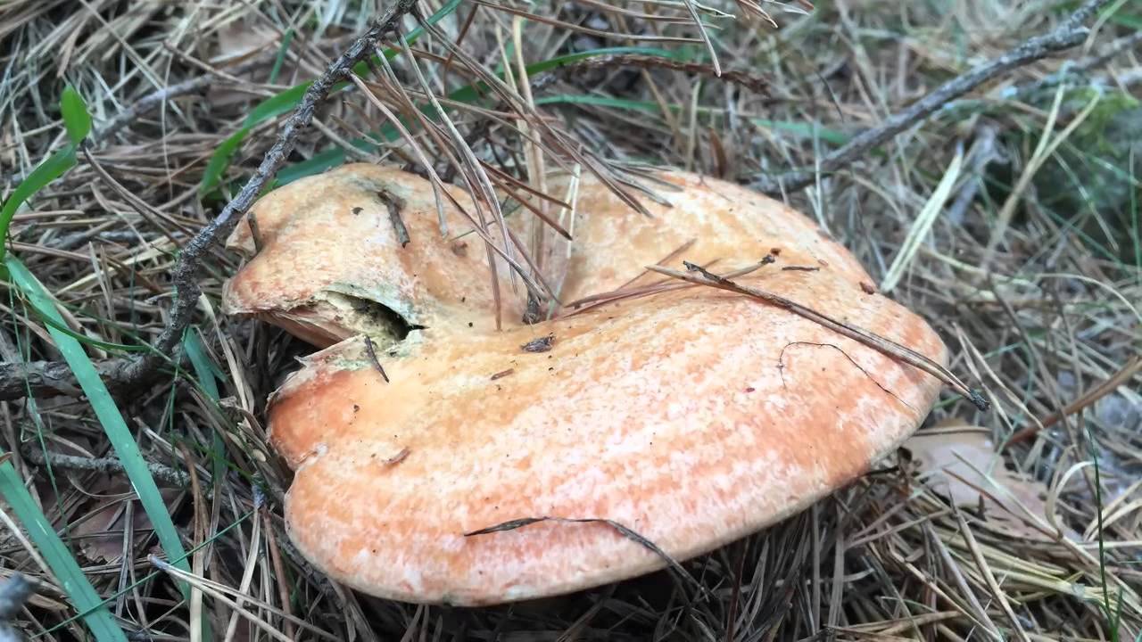 Boletus, amanitas y rebollones 23 de septiembre 2015