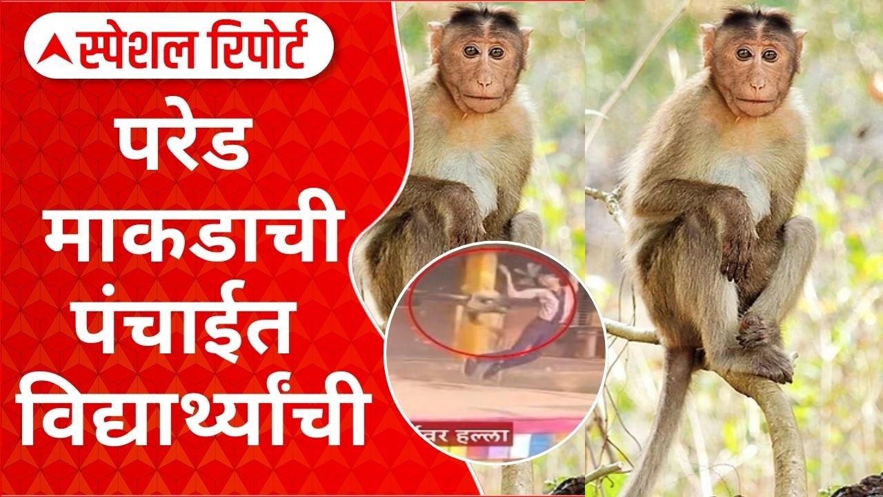 Special Report Monkey in Schoolनंदूरबारच्या शाळेत माकडांचा उच्छाद,वनविभाग त्रासातून कधी सुटका करणार?