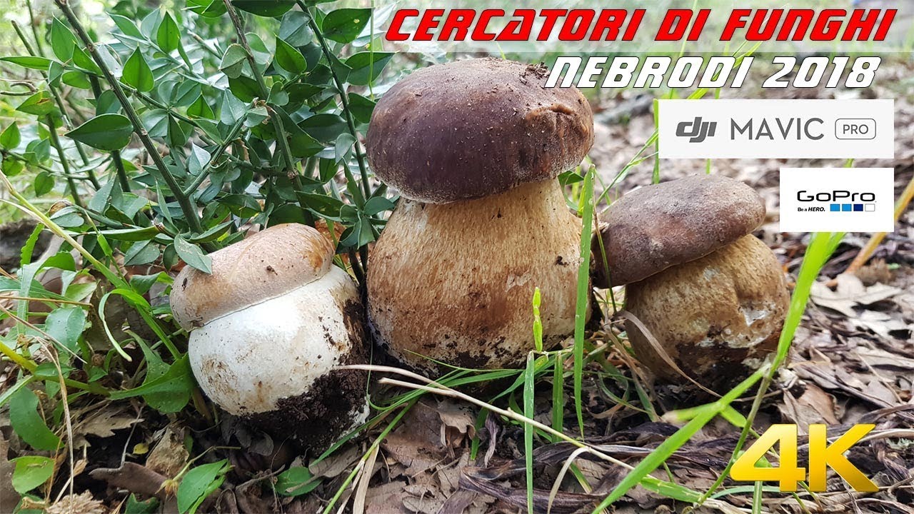 Cercatori di Funghi - Nebrodi - [4K]