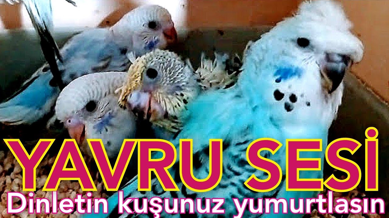 muhabbet kuşu sesi muhabbet kuşu kızıştırma sesi yavru muhabbet kuşu çağırma sesi quş səsi kuş sesi