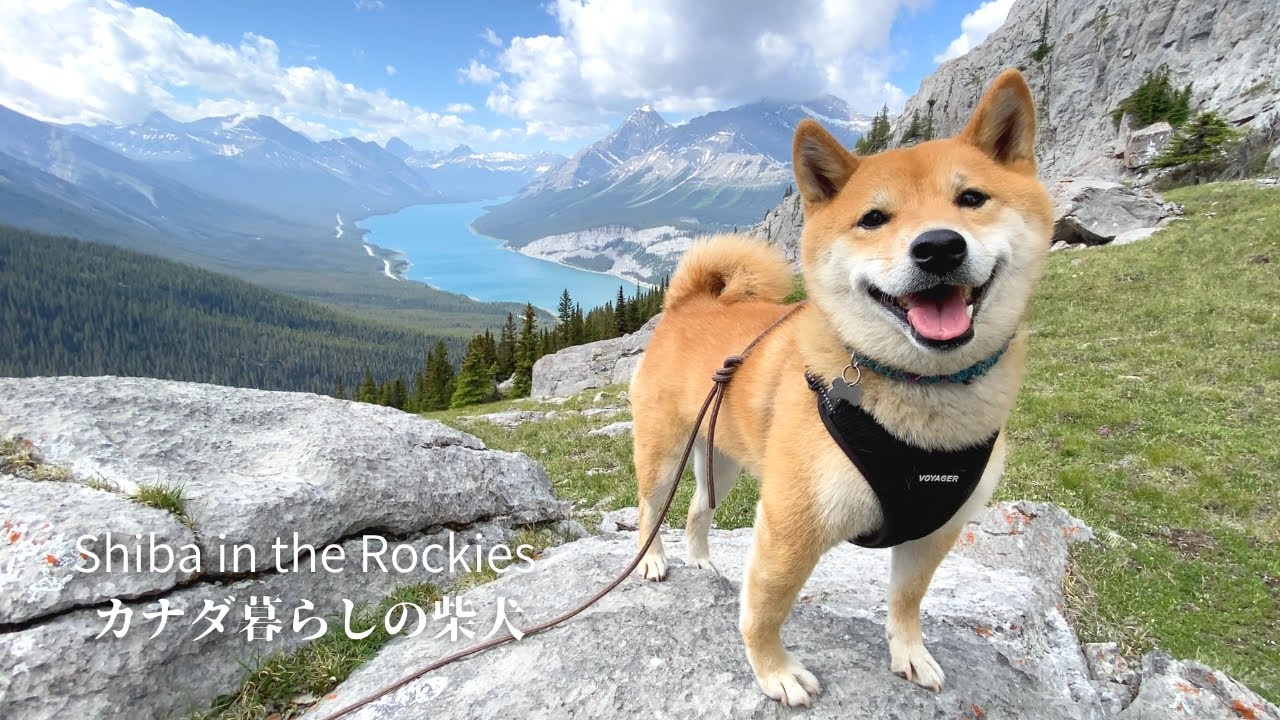 カナダの山を愛してやまない柴犬と二人だけの絶景の展望地へ！【4K】