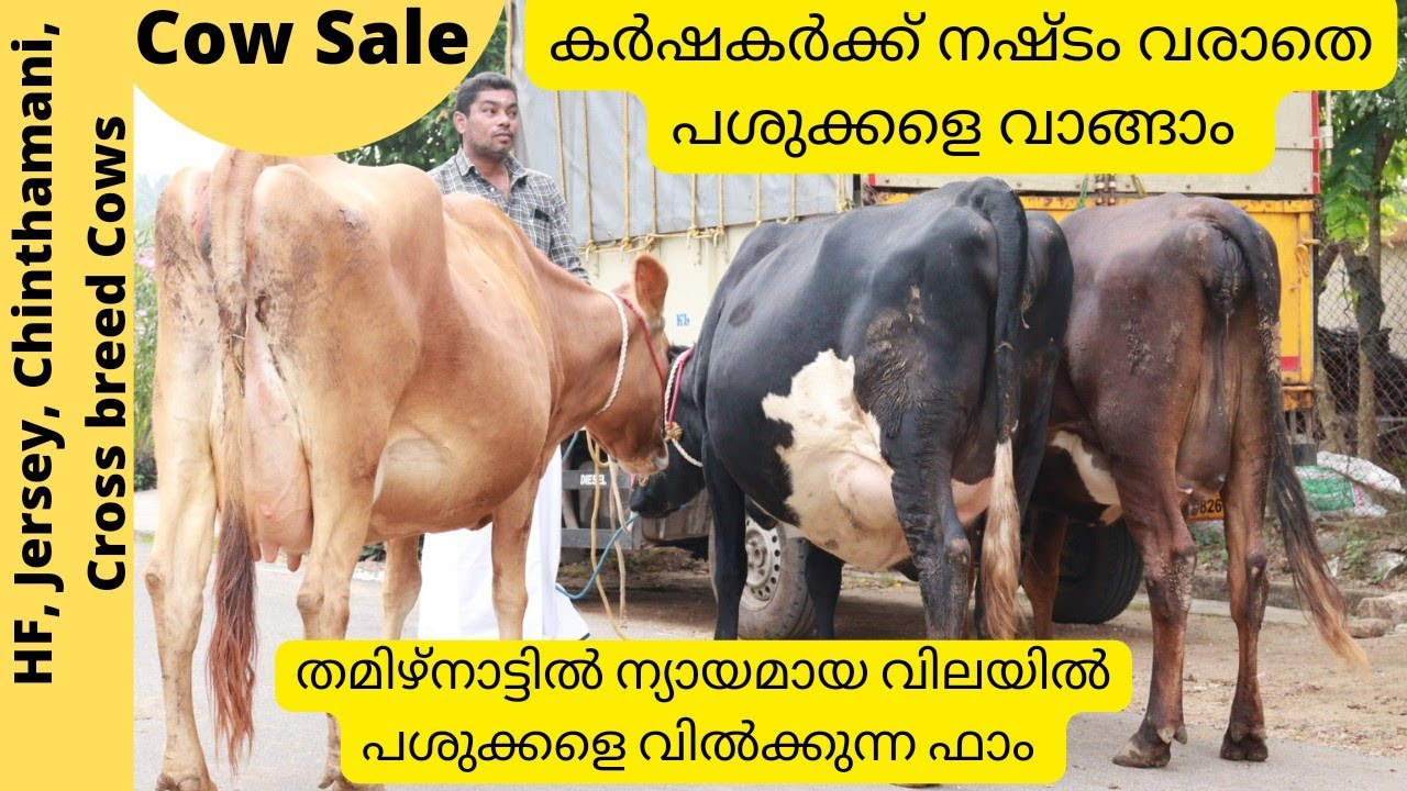 ഇവിടെ നിന്നും പശു വാങ്ങിയവർക്ക് ഇതുവരെ നഷ്ടം വന്നിട്ടില്ല|Cow sale Pollachi|Cow Brocker Pollachi