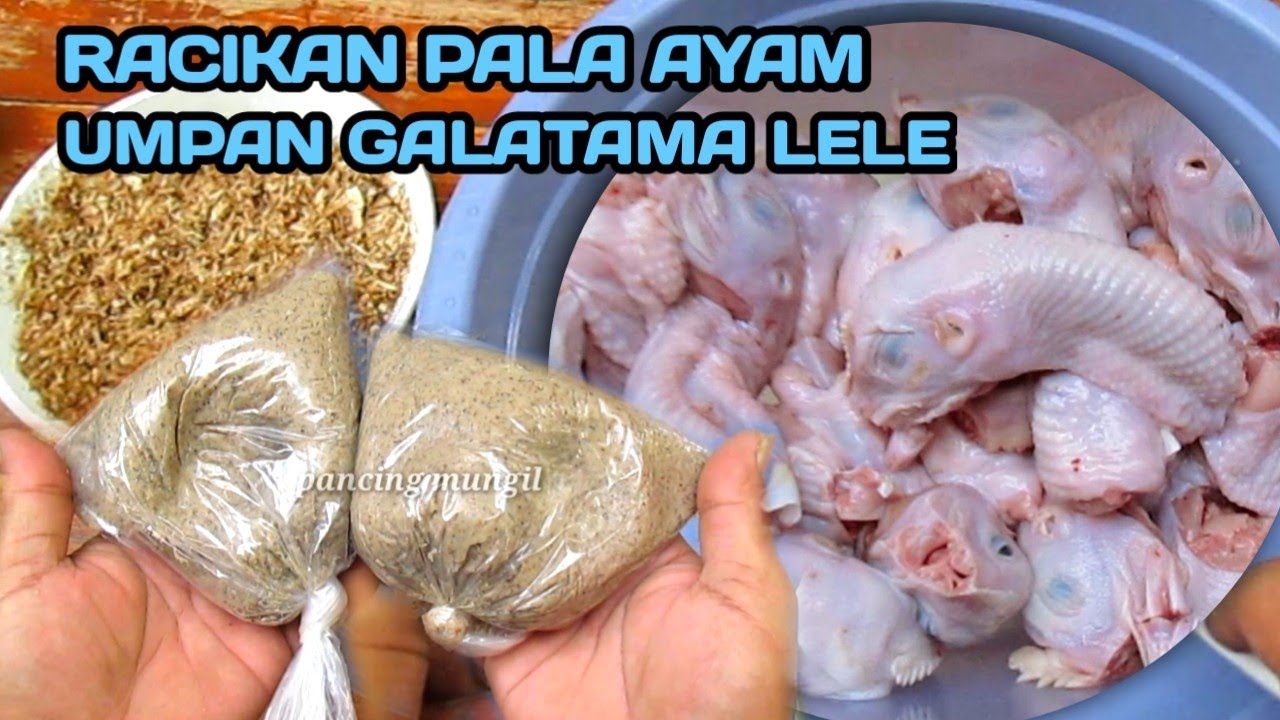 RACIKAN PALA AYAM UMPAN GALATAMA LELE PALING JOS