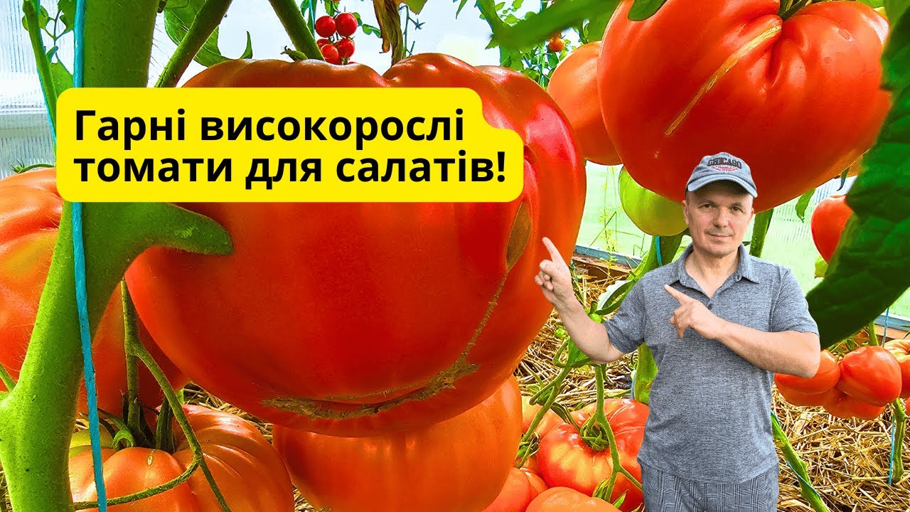 ТОП-високорослих томатів, ідеальних для салатів!