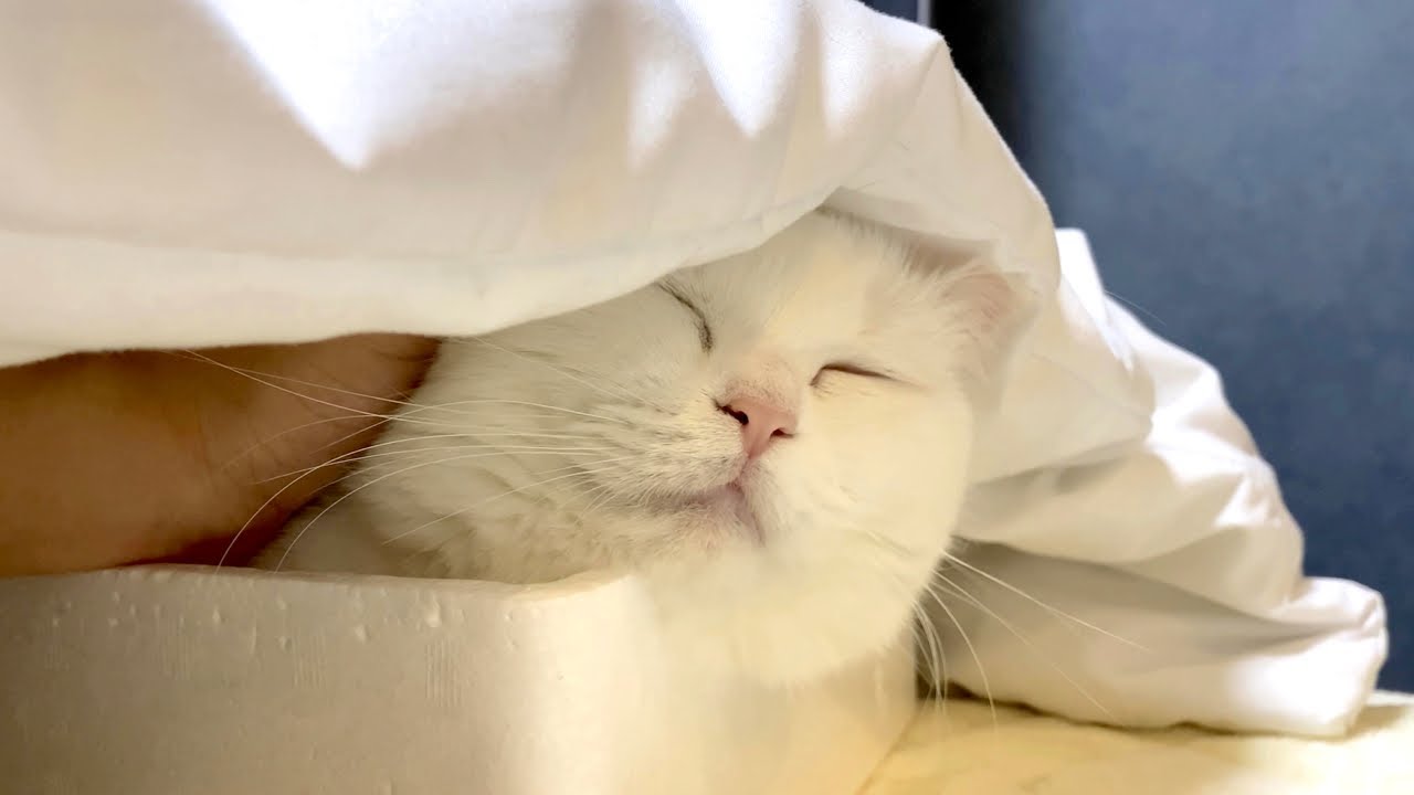 兄がいない隙に猫達と一緒に寝てみた！