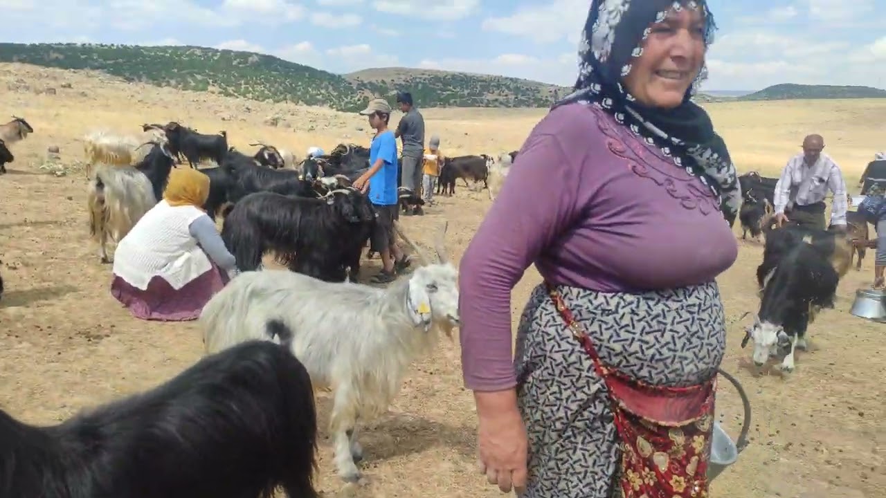 Bingöl adaklı çeten köyü berivanları