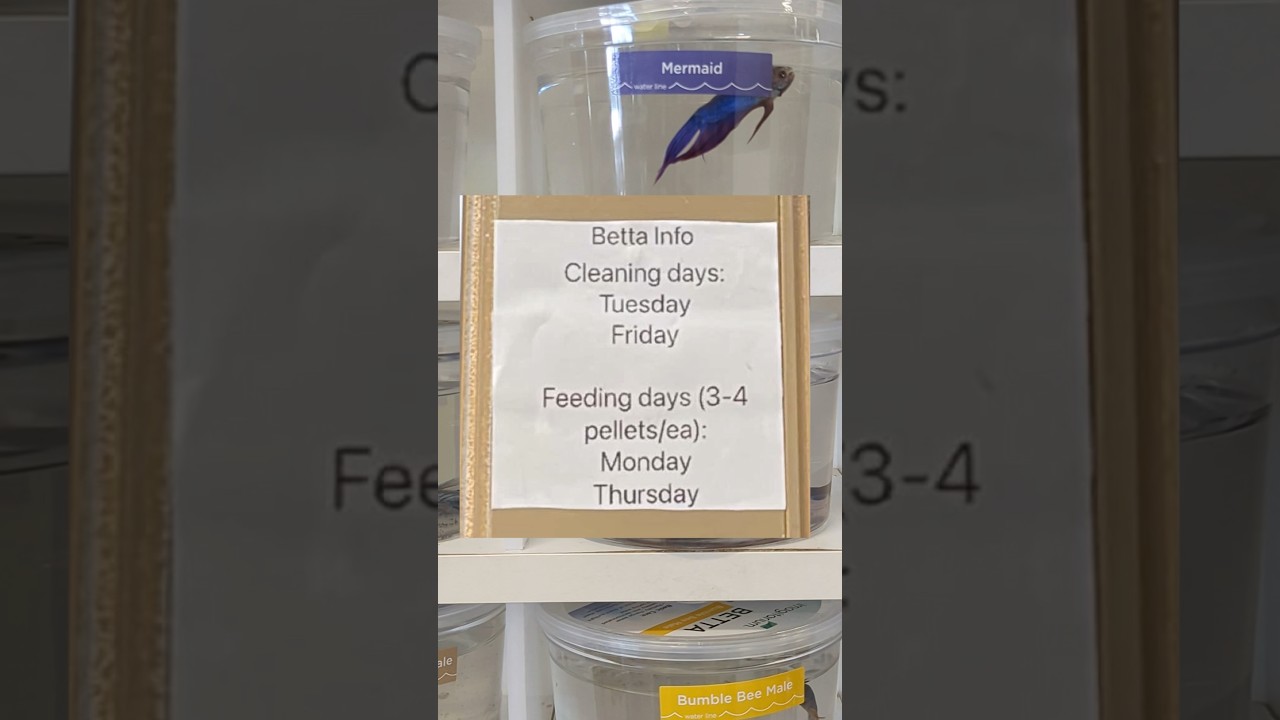 Petco&rsquo;s betta care schedule for employees
