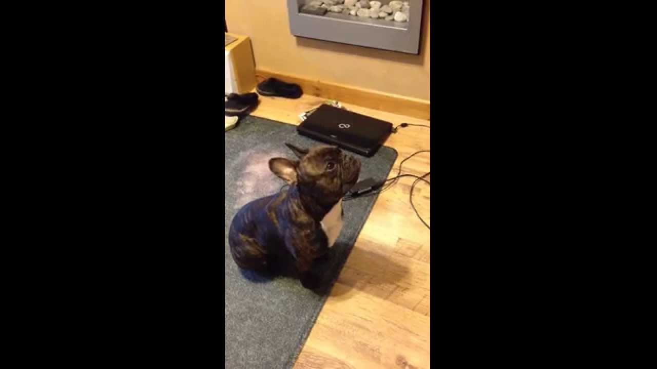 Stitch the French Bulldog crying for his toy