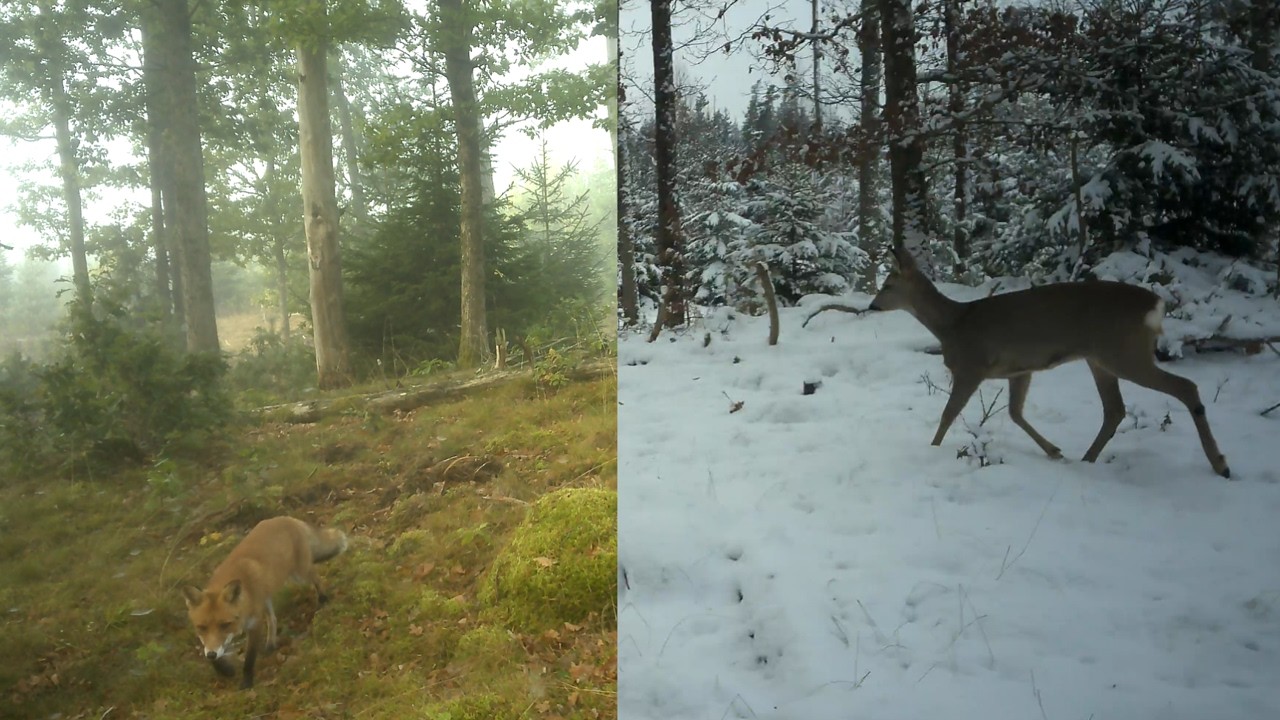 Trail Cam Sweden: Autumn to Winter🦊🐗🦌🐦🐇🦡🇸🇪