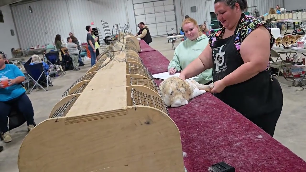 Veterans Day Weekend, Triple Breed, Youth and Open Rabbit Show in Stillwater OK.