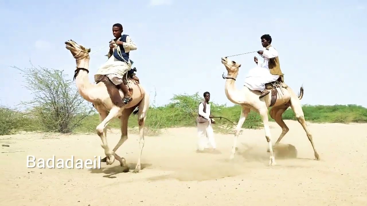 سباق الهجن البجاوي