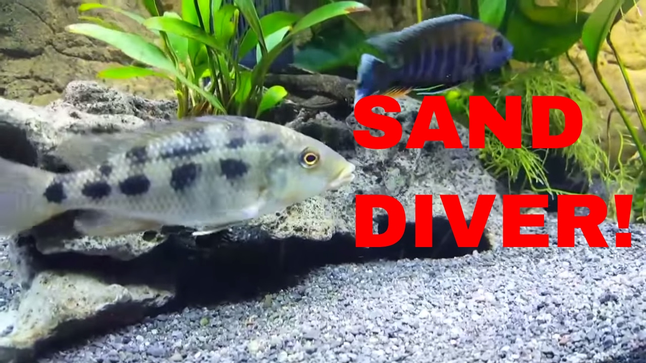Malawi Sand Diver is EXPLODING!