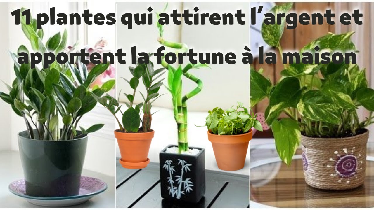 #plante