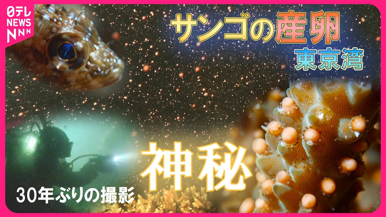 【神秘】東京湾のサンゴの産卵の瞬間をたっぷり見せます！