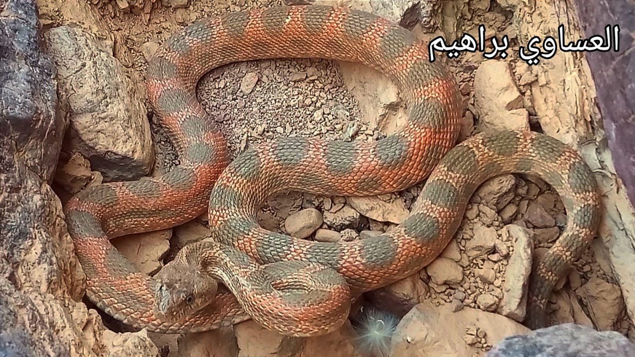 سبحان الله العظيم العساوي براهيم يمسك اطول افعى في المغرب
