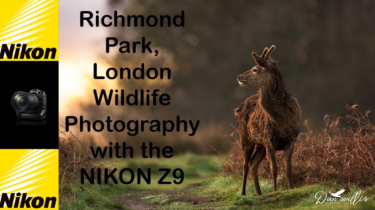 Richmond Park Wildlife Photography with the Nikon Z9
