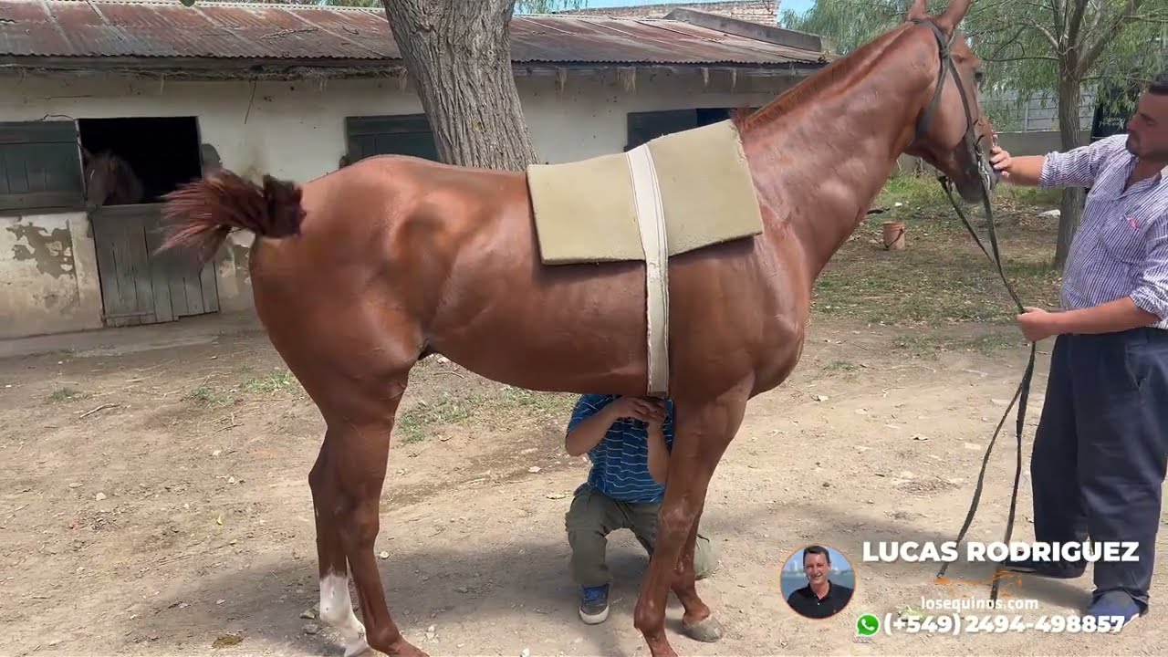 CABALLO SPC PADRILLO BUEN STREAMING  $2.500.000 LOSEQUINOS.COM
