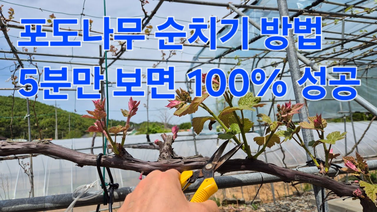 '초특급' 포도나무 순치기 방법. 딱 5분만 따라하면 초보자도 100% 성공! How to prune grape vine