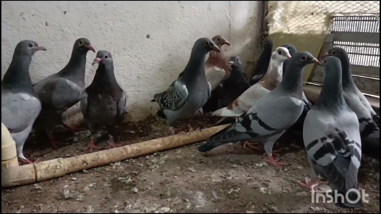 Racing Homer pigeons for Sale in Bangalore , Karnataka.8123902526 #pigeon #birds #racinghomer 