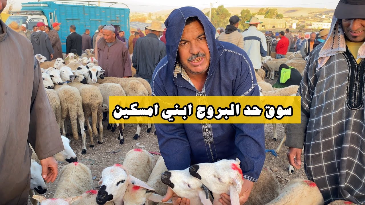 مباشرة من سوق حد البروج ابني امسكين 13/07/2025 مع التمن حولي والنعجة وحولية 🐏🐏🇲🇦