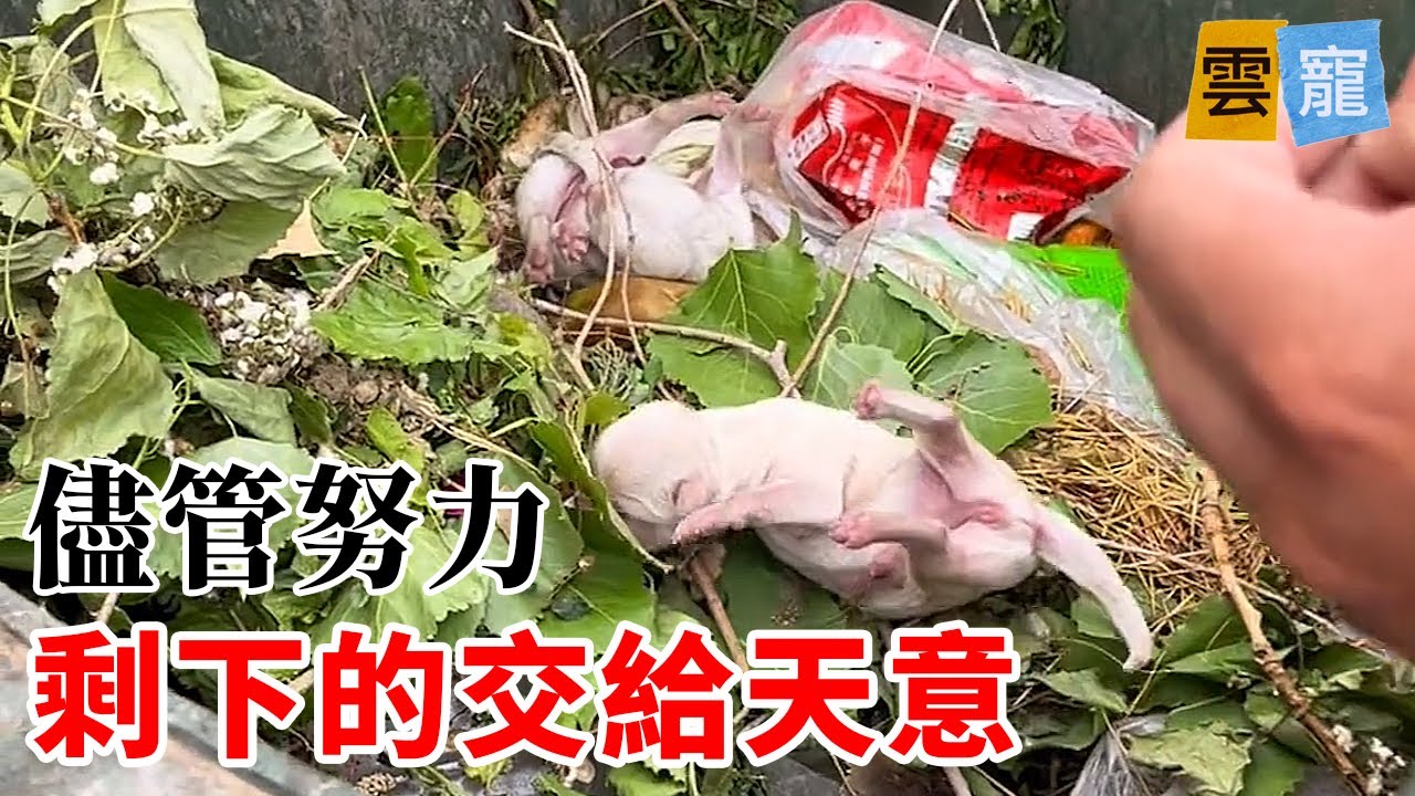 同事說這兩隻小狗太小了，根本就養不活！男子說帶回家試試吧！
