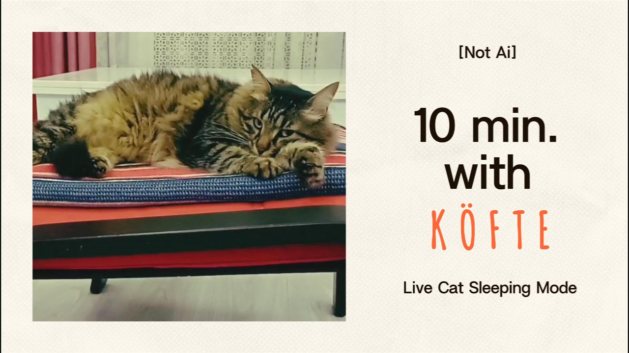 Relax with 10 minutes of Köfte sleeping to soft music.