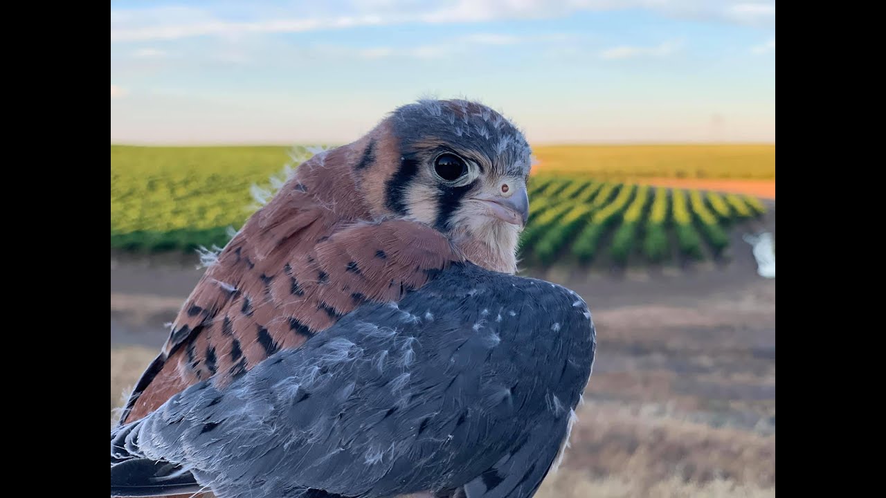 American Kestrel Nest Box Initiative