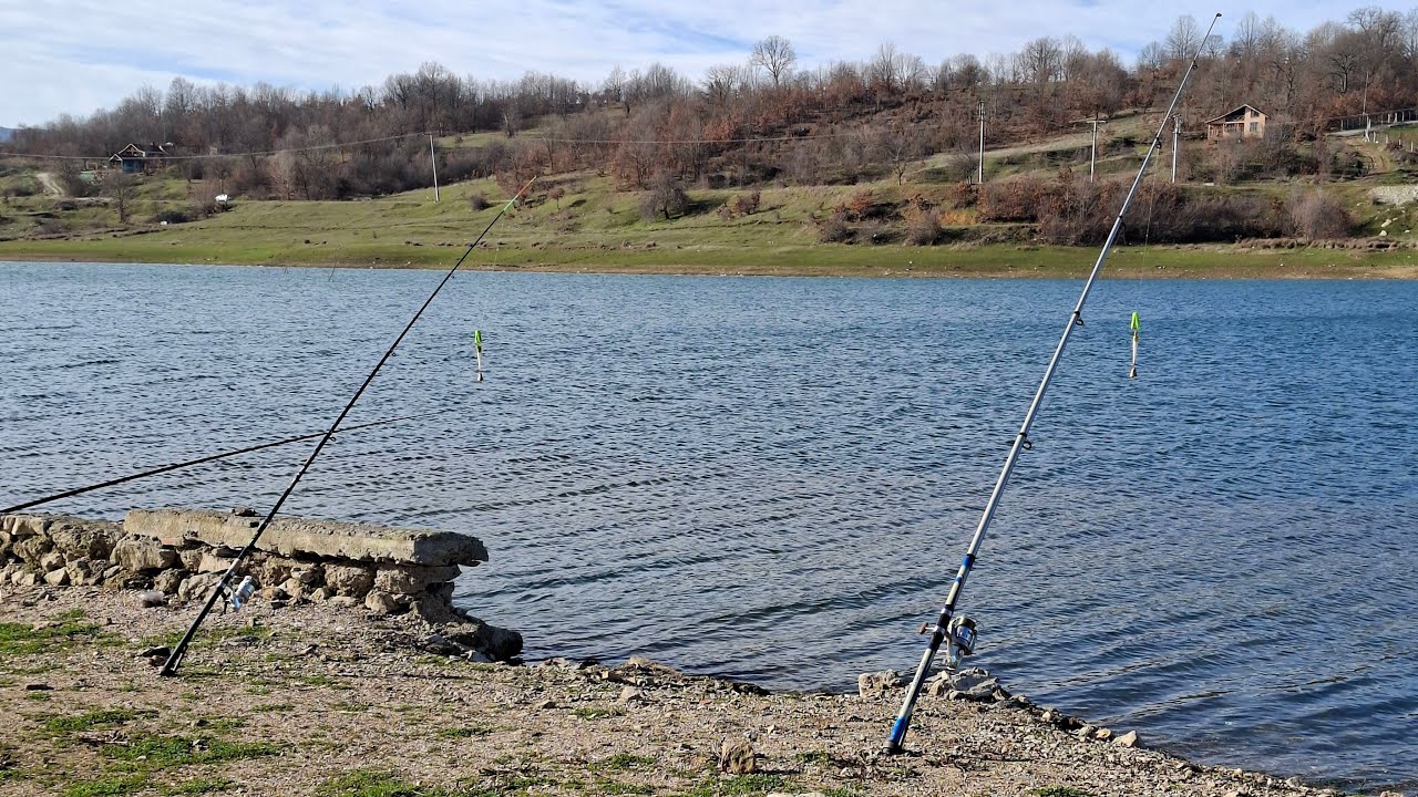 sazan avı canlı yayın #carpfishing