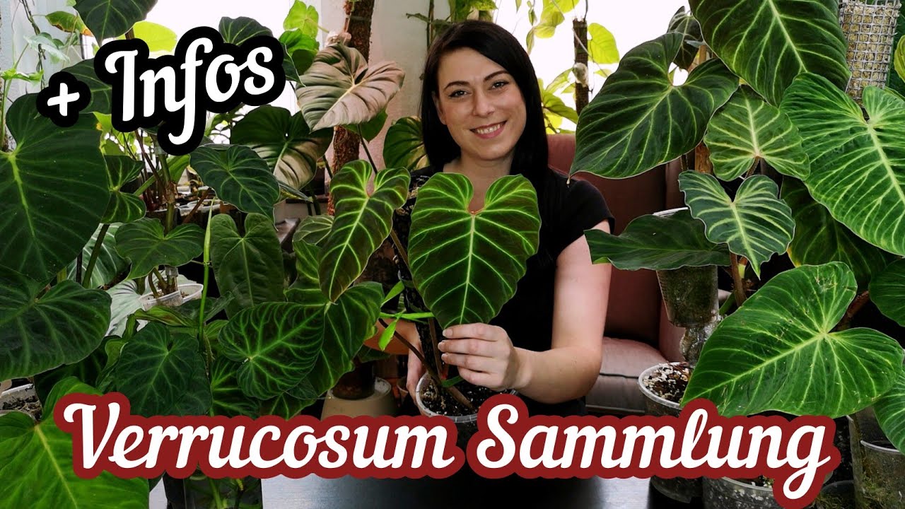 Meine  Philodendron verrucosum Sammlung und Infos
