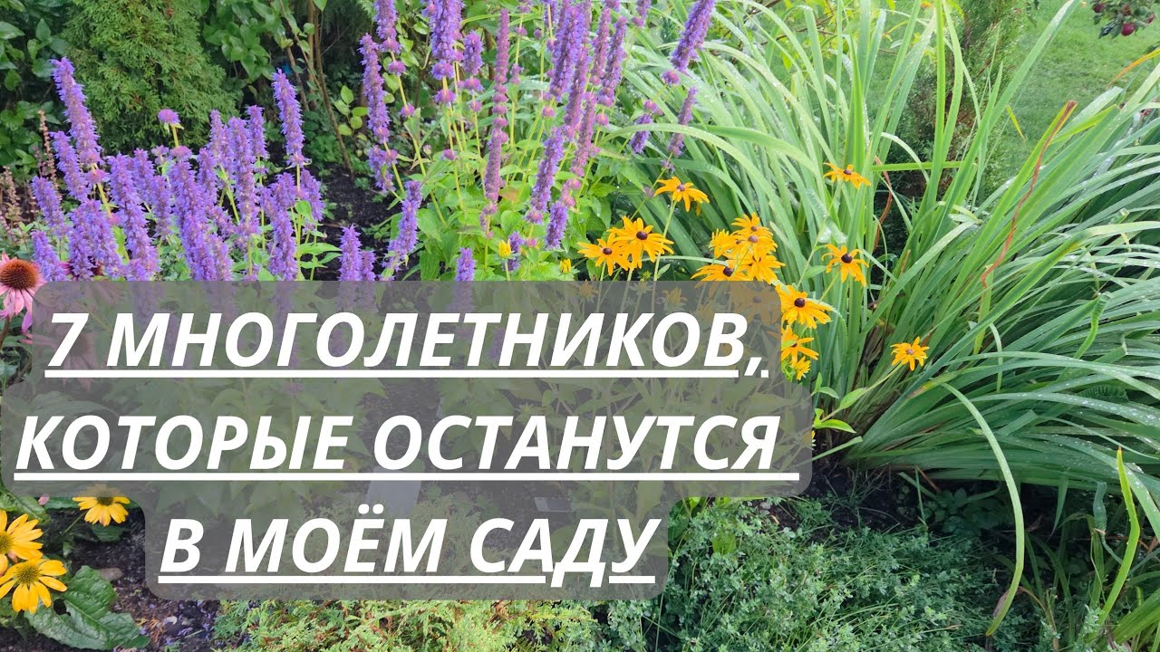 Топ 7 многолетников для малоуходного сада.