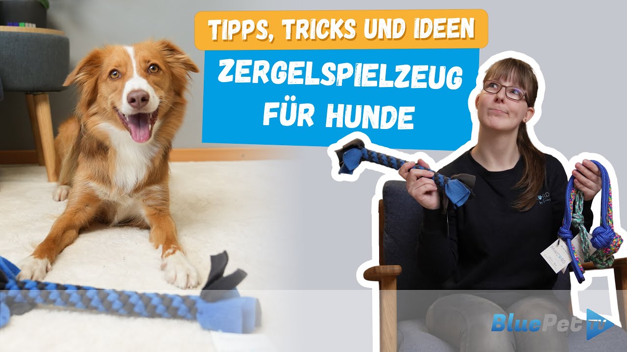 Zergel und Zerrspielzeug für Hunde | Tipps, Tricks und Ideen 💡🐶